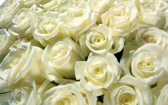 纯真华贵的白玫瑰图片