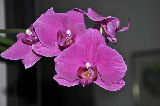 紫色兰花鲜花图片
