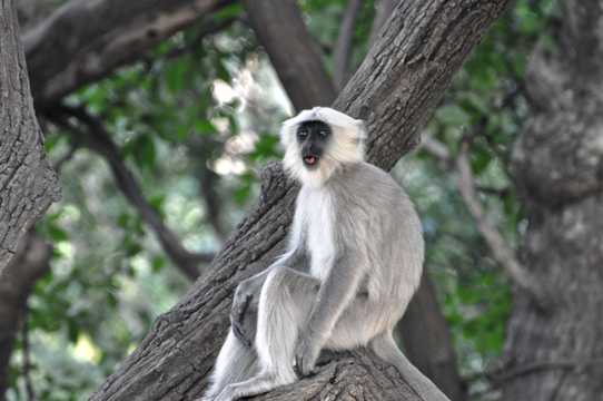 印度灰叶猴高清图片下载