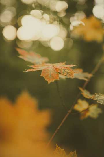 秋季非主流枫叶图片
