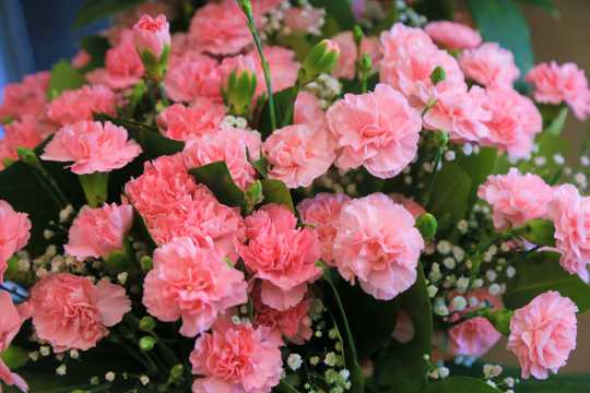 康乃馨鲜花花束图片