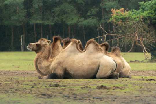 骆驼休憩图片