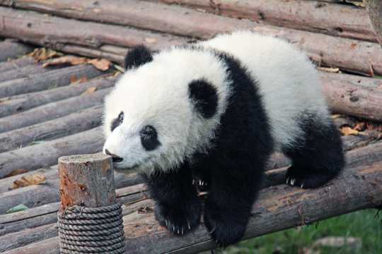 乖巧无敌大熊猫图片