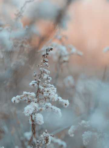冬季野生植物拍摄图片