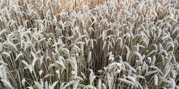 小麦成熟麦穗图片