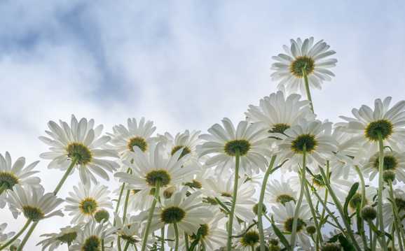灿艳纯白色菊花图片