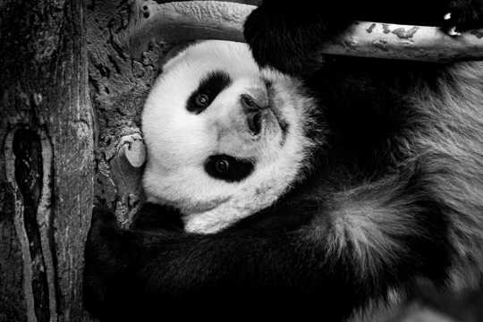 超可爱的国宝熊猫