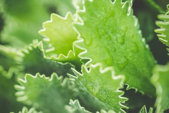 小清爽绿色蕨类植物图片