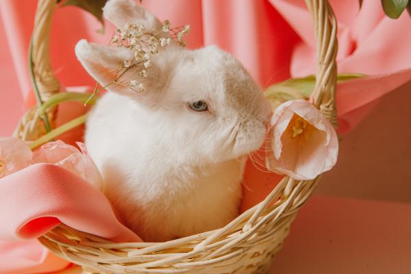 温柔可爱的小白兔