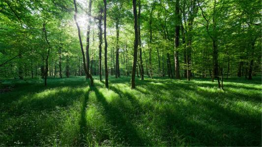 清新护眼的绿色森林风景图