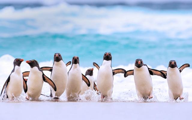 冲上海岸的可爱企鹅