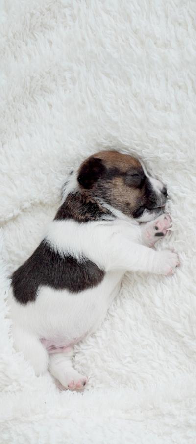 可爱小狗狗睡觉图片